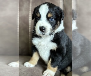 Australian Shepherd Puppy for sale in ROCK STREAM, NY, USA
