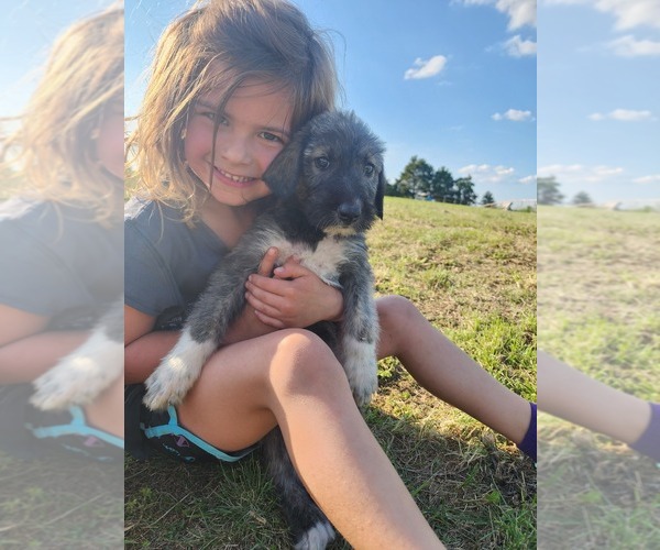 Medium Photo #1 Irish Wolfhound-Poodle (Standard) Mix Puppy For Sale in OMAHA, AR, USA