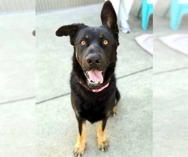 Medium Photo #2 Gerberian Shepsky Puppy For Sale in Sacramento, CA, USA