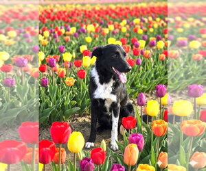 Aussiedor Dogs for adoption in Mount Airy, NC, USA