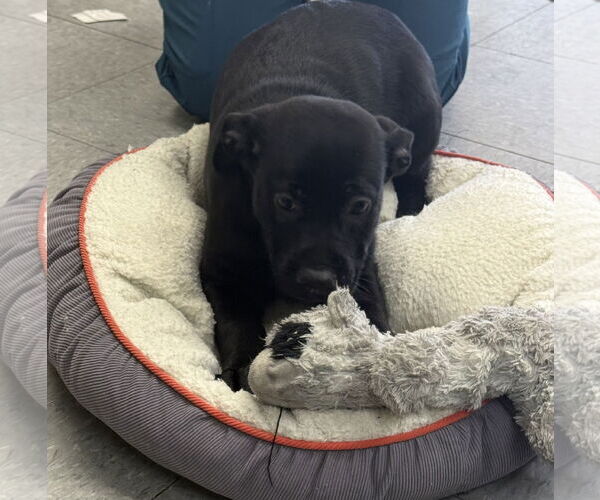 Medium Photo #3 Labrador Retriever-Unknown Mix Puppy For Sale in Royal Palm Beach, FL, USA