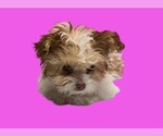 Small #3 Maltipoo (Miniature)