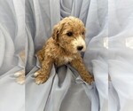 Puppy 5 Goldendoodle