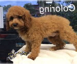 Small #1 Cockapoo