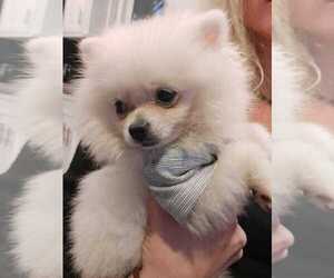 Pomeranian Puppy for sale in BALDWIN HILLS, CA, USA