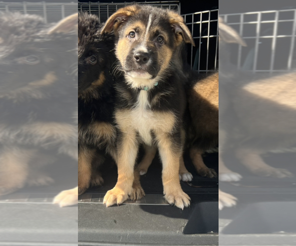 Medium Photo #1 German Shepherd Dog Puppy For Sale in PORT SAINT LUCIE, FL, USA