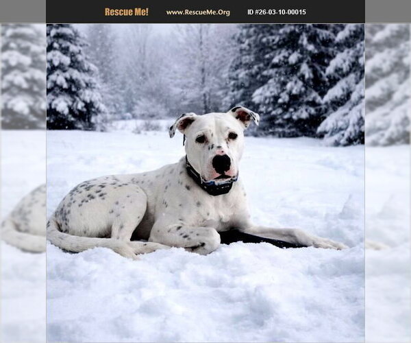 Medium Photo #1 Dalmatian-Unknown Mix Puppy For Sale in Benton, PA, USA