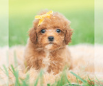 Small #6 Poodle (Toy)