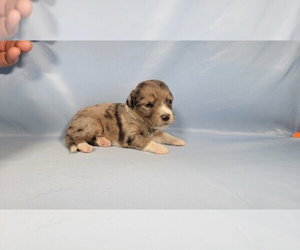 Medium Photo #46 Bernedoodle (Miniature) Puppy For Sale in BLACK FOREST, CO, USA