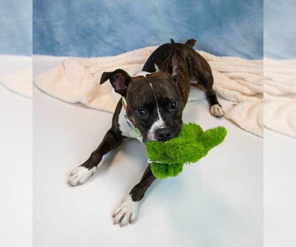 Medium Photo #3 Bull-Boxer Puppy For Sale in Kennesaw, GA, USA