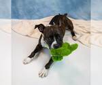 Small Photo #3 Bull-Boxer Puppy For Sale in Kennesaw, GA, USA
