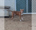 Small #2 Staffordshire Bull Terrier Mix