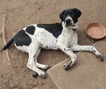 Small Photo #5 German Shorthaired Pointer Puppy For Sale in GREELEY, CO, USA