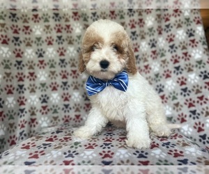 Cock-A-Poo Puppy for sale in LAKELAND, FL, USA