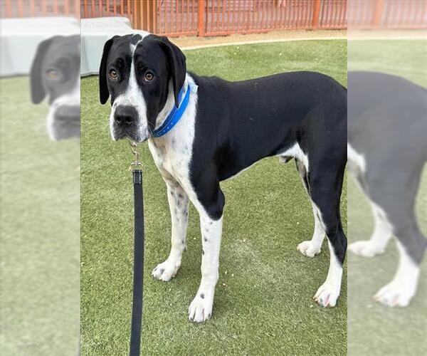 Medium Photo #2 American Pit Bull Terrier-German Shepherd Dog Mix Puppy For Sale in Las Vegas, NV, USA