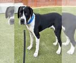 Small #1 American Pit Bull Terrier-German Shepherd Dog Mix