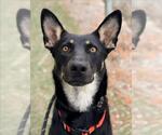 Small Australian Kelpie Mix