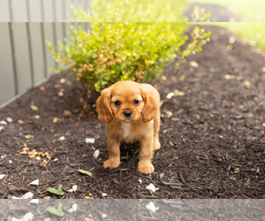 Cavalier King Charles Spaniel Puppy for sale in TOPEKA, IN, USA