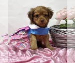 Puppy 1 YorkiePoo
