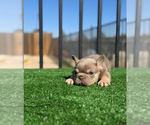 Small #2 French Bulldog