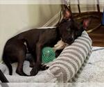 Small American Pit Bull Terrier