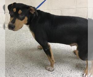 Labrottie Dogs for adoption in Conroe, TX, USA