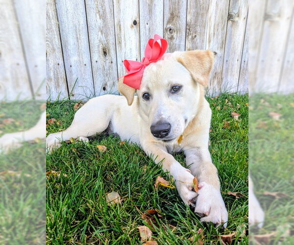 Medium Photo #5 Labrador Retriever-Unknown Mix Puppy For Sale in Sandy, UT, USA