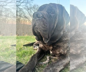 Father of the Mastiff puppies born on 04/07/2023