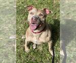Small #1 American Staffordshire Terrier