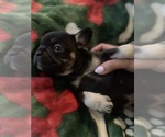 Puppy Puppy 4 French Bulldog
