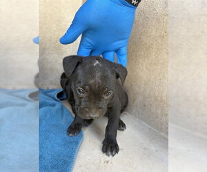 Mutt Dogs for adoption in Oklahoma City, OK, USA