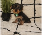 Small #2 Yorkshire Terrier