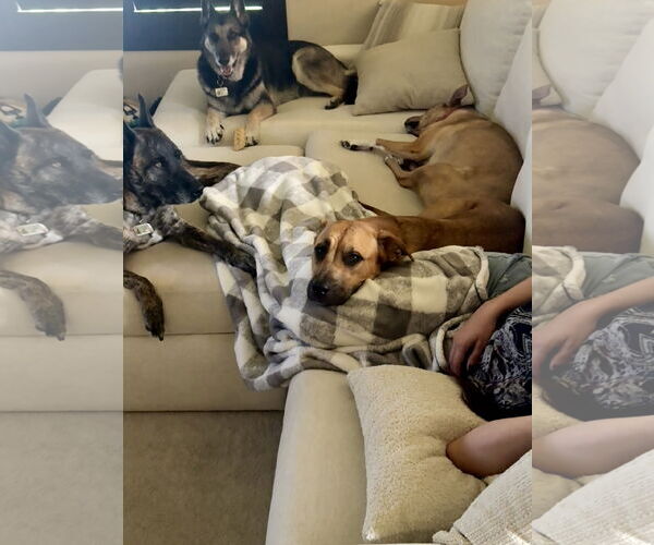 Medium Photo #6 Boxer-Unknown Mix Puppy For Sale in Sandy, UT, USA