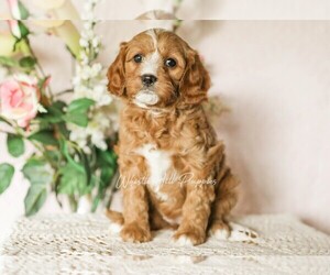 Cavapoo Puppy for sale in DENVER, PA, USA
