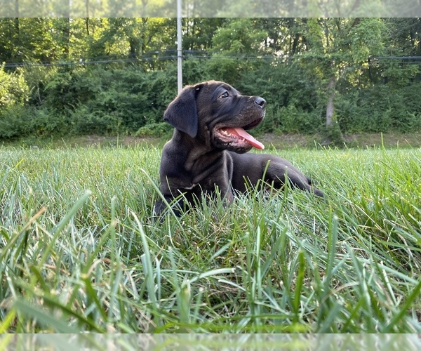 Medium Photo #1 Cane Corso Puppy For Sale in NARVON, PA, USA