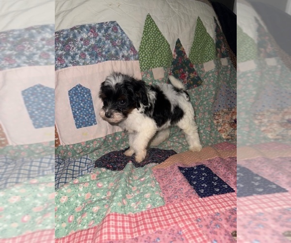 Medium Photo #1 Cavapoo (Miniature) Puppy For Sale in MUNFORDVILLE, KY, USA