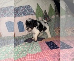 Small Cavapoo (Miniature)