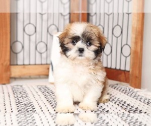 Shih Tzu Puppy for sale in NAPLES, FL, USA
