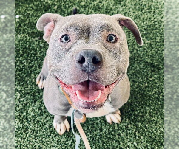 Medium Photo #2 American Staffordshire Terrier-Unknown Mix Puppy For Sale in Tavares, FL, USA