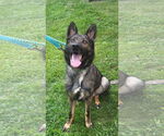 Small Photo #1 German Shepherd Dog Puppy For Sale in Manahawkin, NJ, USA