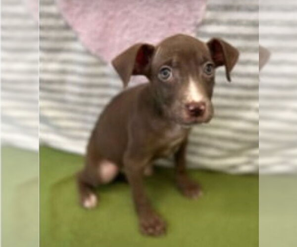 Medium Photo #1 American Pit Bull Terrier-Labrador Retriever Mix Puppy For Sale in Lakewood, CO, USA