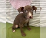 Small American Pit Bull Terrier-Labrador Retriever Mix