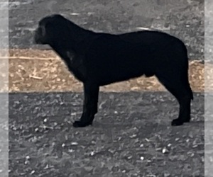 Father of the Labrador Retriever puppies born on 01/29/2025