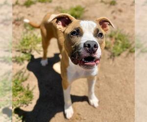 American Bulldog Dogs for adoption in Aurora, CO, USA