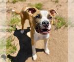 Small American Bulldog