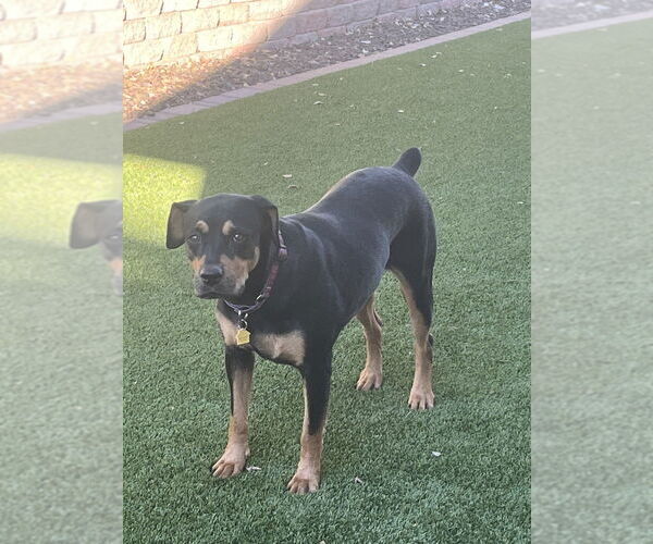 Medium Photo #1 Rottweiler Puppy For Sale in Gilbert, AZ, USA