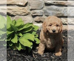 Goldendoodle (Miniature) Puppy for sale in FREDERICKSBURG, OH, USA