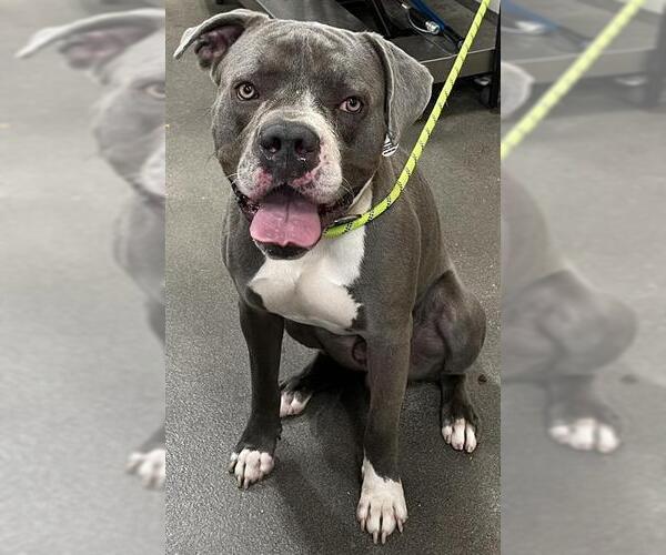 Medium Photo #1 American Bulldog-Unknown Mix Puppy For Sale in Forestville, MD, USA