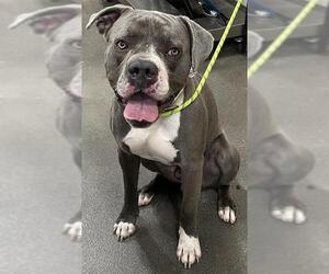 American Bulldog-Unknown Mix Dogs for adoption in Forestville, MD, USA