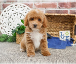 Small #6 Poodle (Miniature)